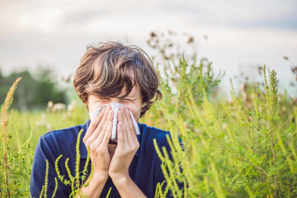 ragweed allergy